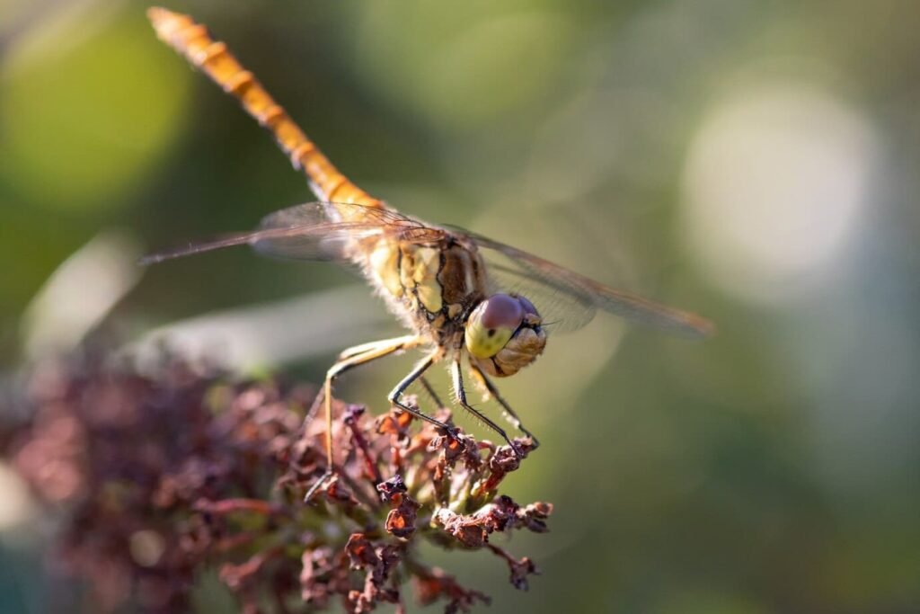 are dragonflies pollinators