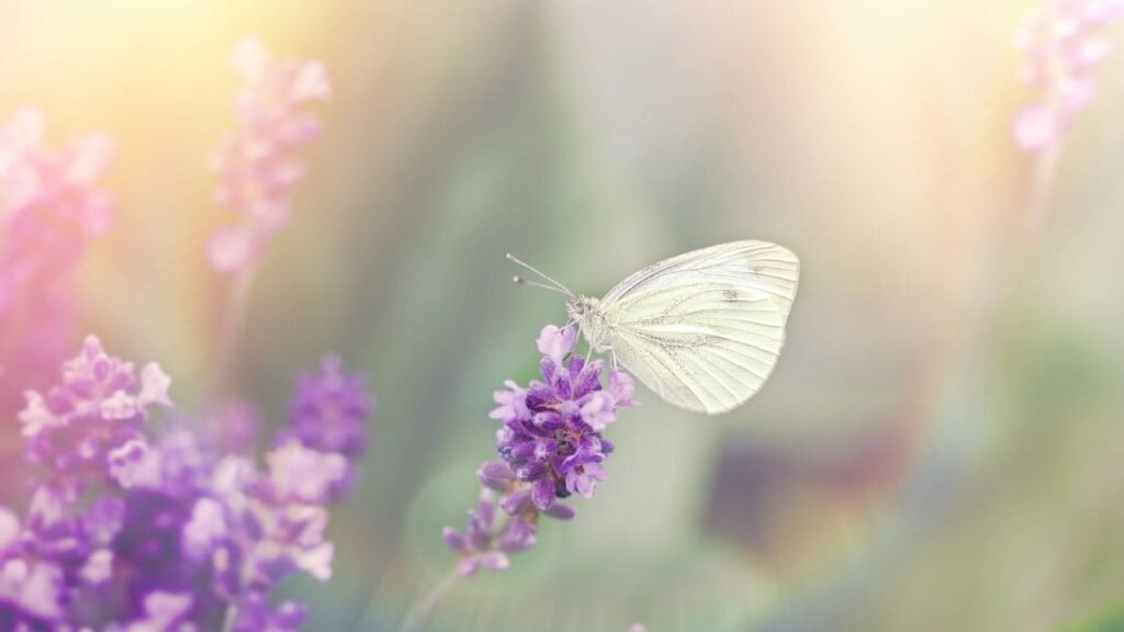 Do butterflies like lavender 2
