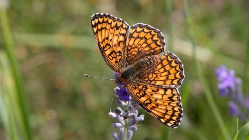 Do butterflies like lavender 3