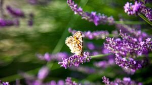 Do butterflies like lavender