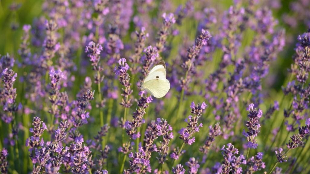 Do butterflies like lavender 4