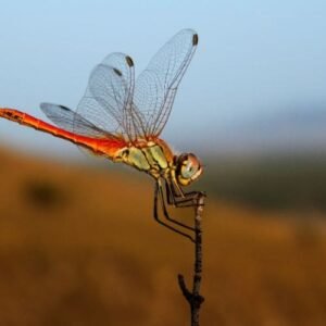 Dragonfly Category