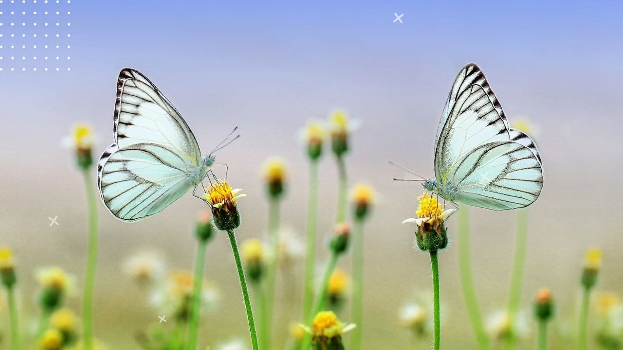 can butterflican butterflies see their wings