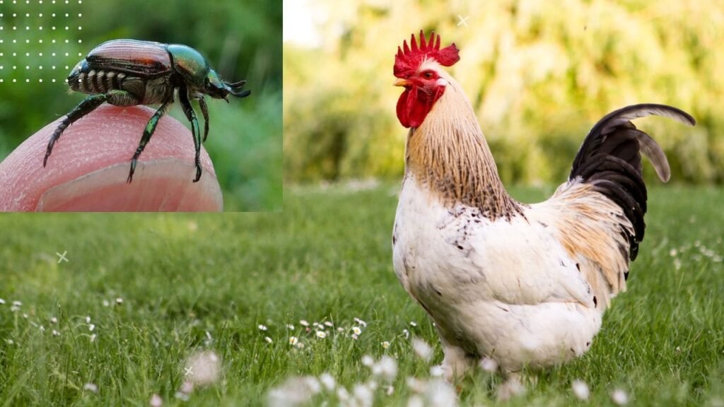 do chickens eat japanese beetles