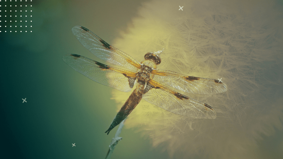 do dragonflies pollinate 