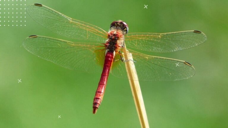 do dragonflies pollinate