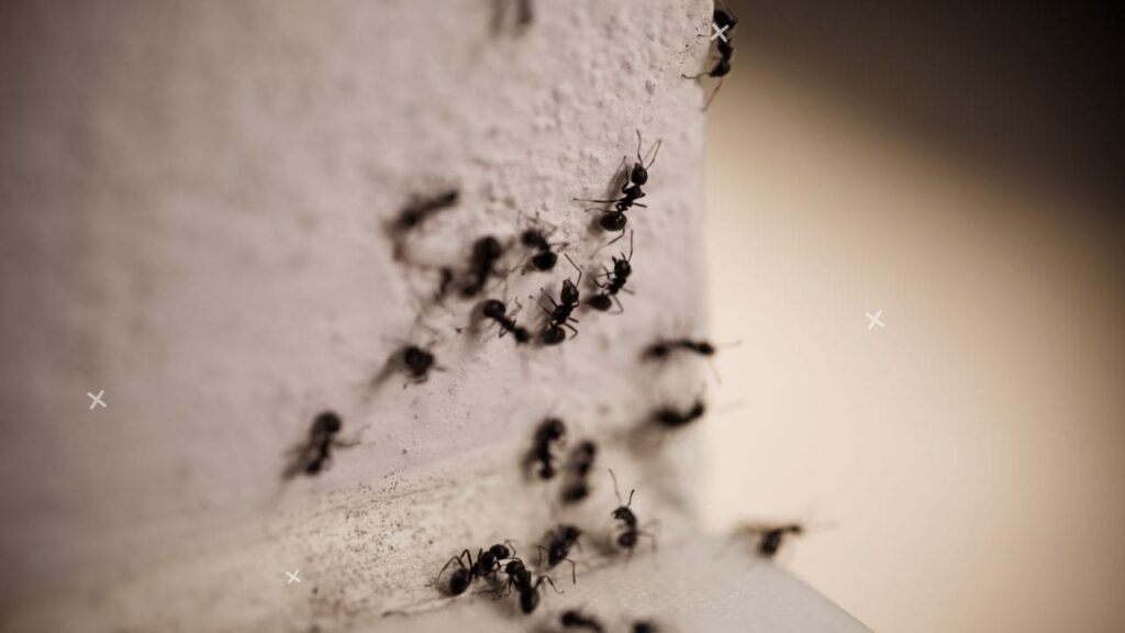 does febreze kill ants