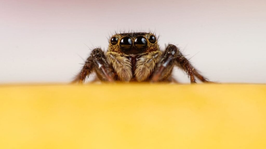 how much do jumping spiders cost 4