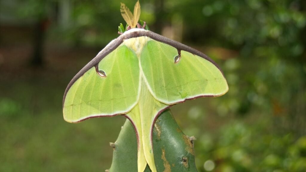 meaning of luna moth 3