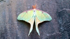 meaning of luna moth