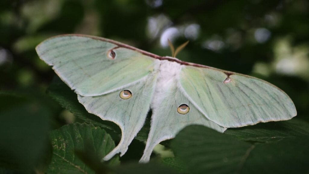 meaning of luna moth 4