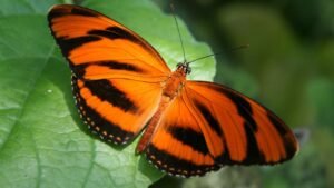 orange butterfly meaning 3