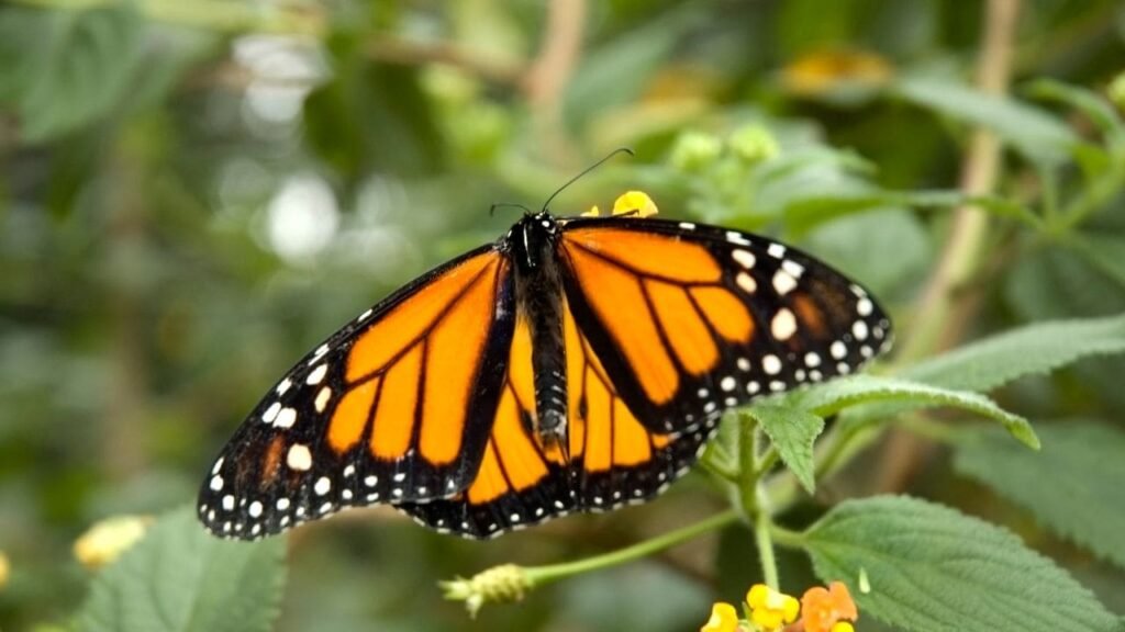 orange butterfly meaning 4