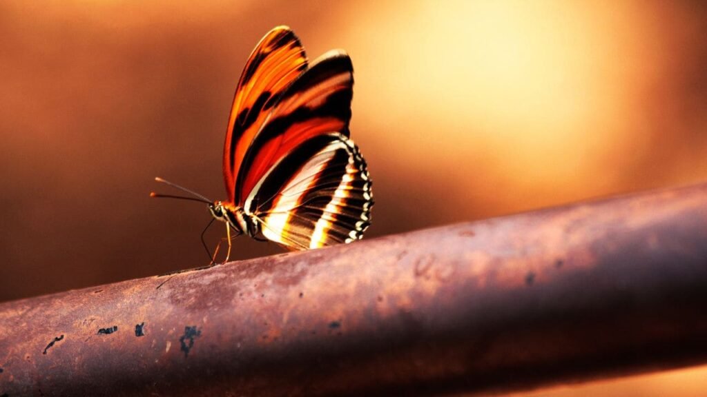 orange butterfly meaning 5