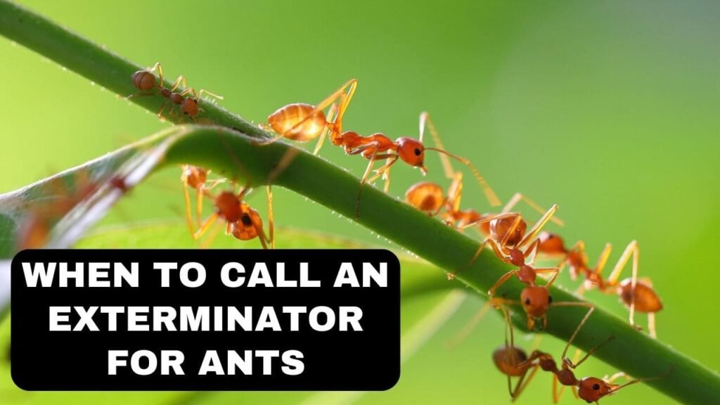 when to call an exterminator for ants