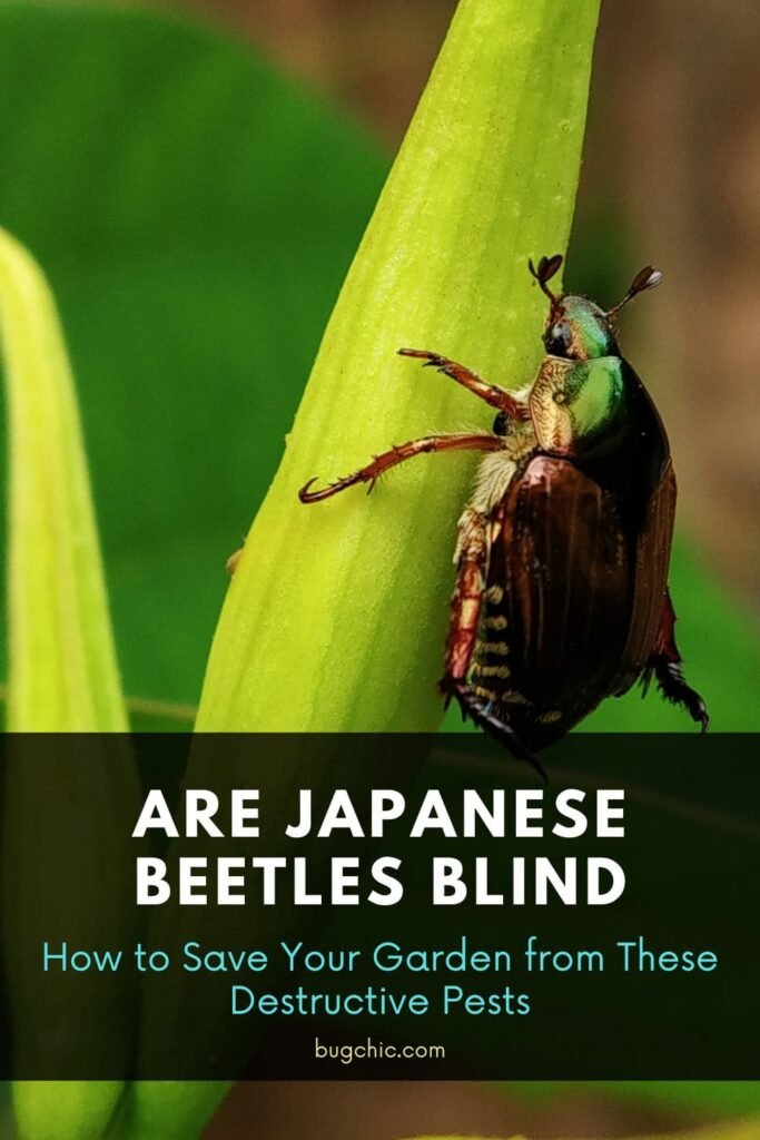 Are Japanese Beetles Blind 2