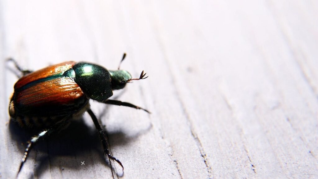 Are Japanese Beetles Blind 3