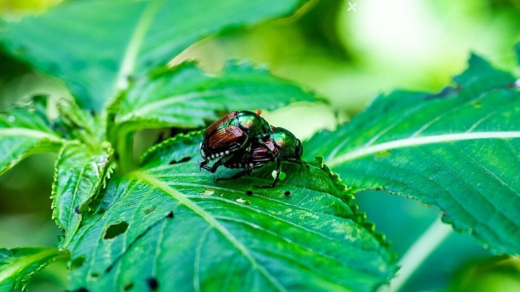 Are Japanese Beetles Blind 6