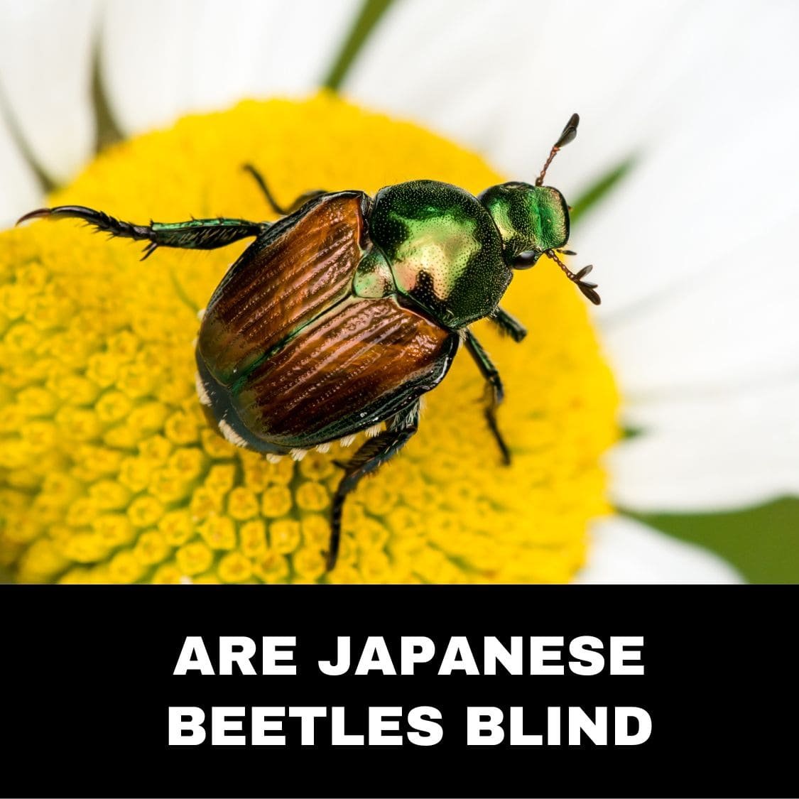 Are Japanese Beetles Blind