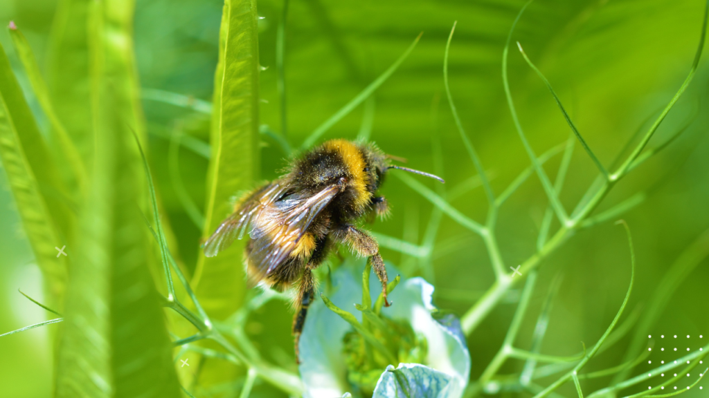 Bumble Bee Spiritual Meaning 2