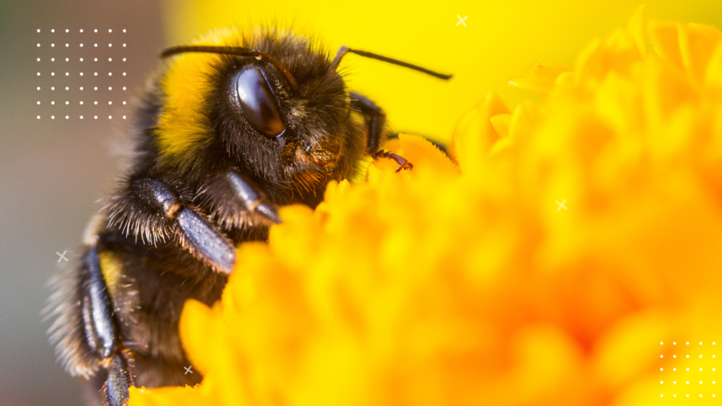 Bumble Bee Spiritual Meaning 3