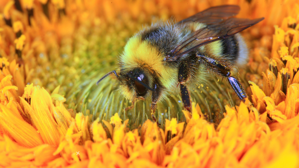 Bumble Bee Spiritual Meaning 5