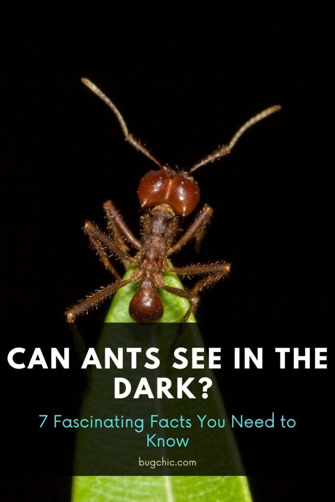 Can Ants See in the Dark 2
