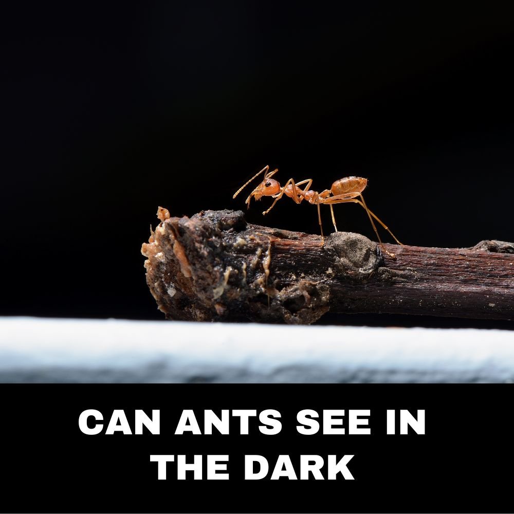 Can Ants See in the Dark