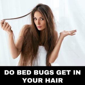 Do Bed Bugs Get in Your Hair
