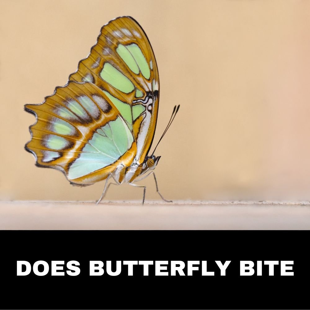Does Butterfly Bite 7