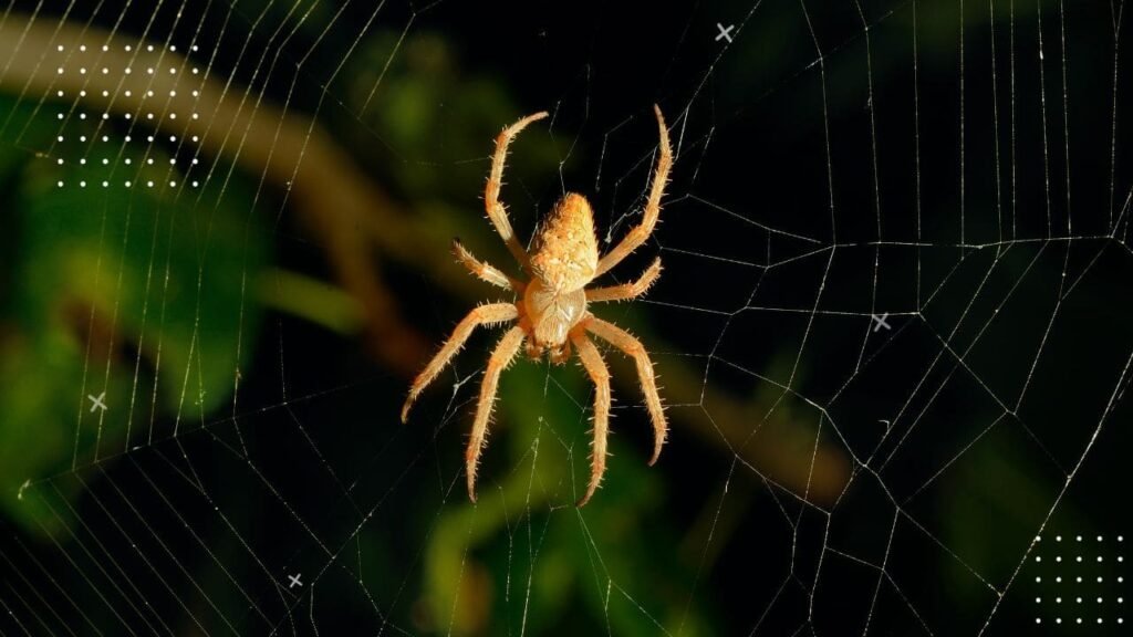 How long can spiders live without food 6