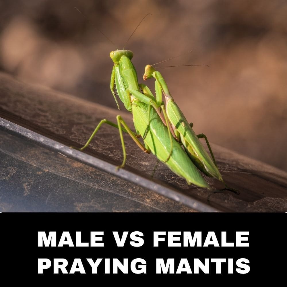 Male vs female praying mantis
