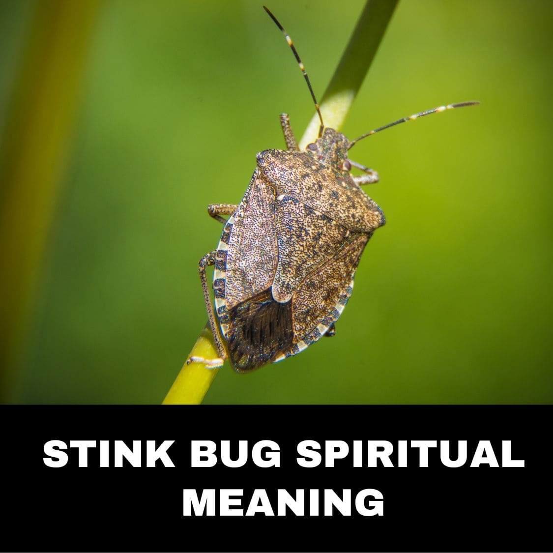 Stink Bug Spiritual Meaning