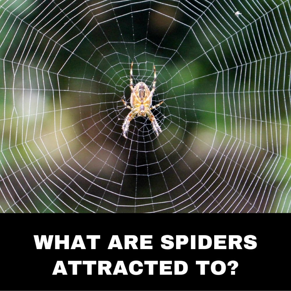 What are Spiders Attracted to 6