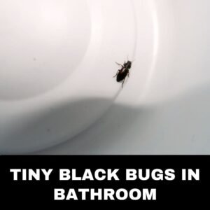 tiny black bugs in bathroom